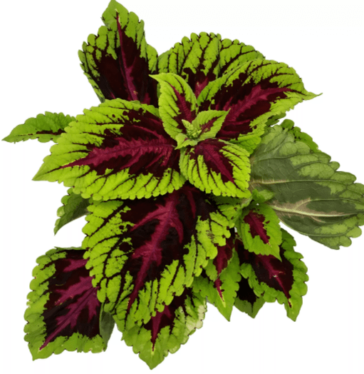 The Coleus forsocoli plant in Matcha Slim relieves nervousness during weight loss